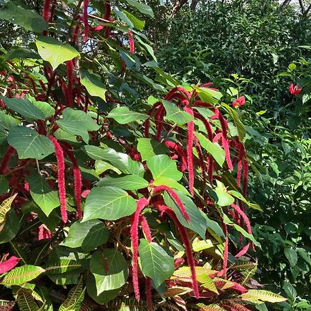 Finca Mystica Merida Ngoại thất bức ảnh