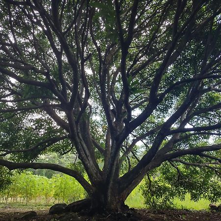Finca Mystica Merida Ngoại thất bức ảnh
