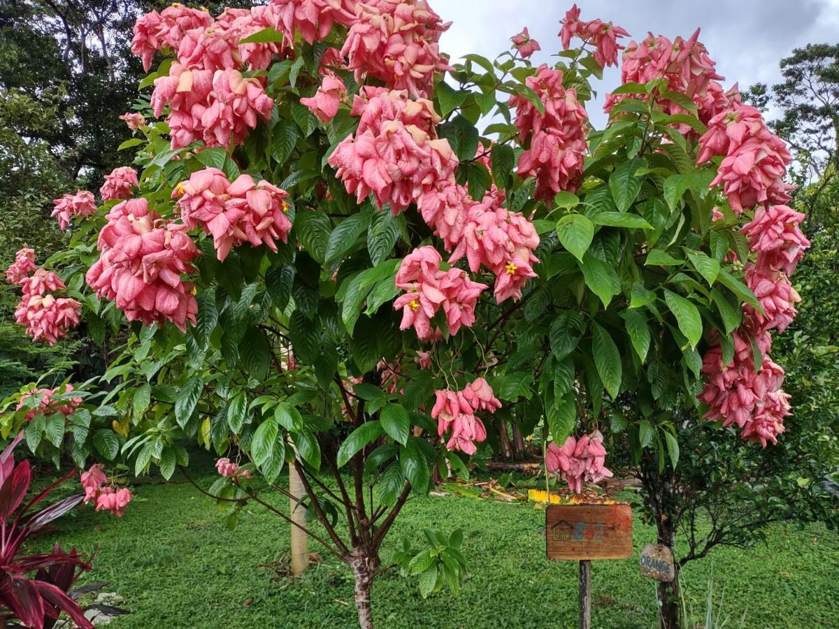 Finca Mystica Merida Ngoại thất bức ảnh