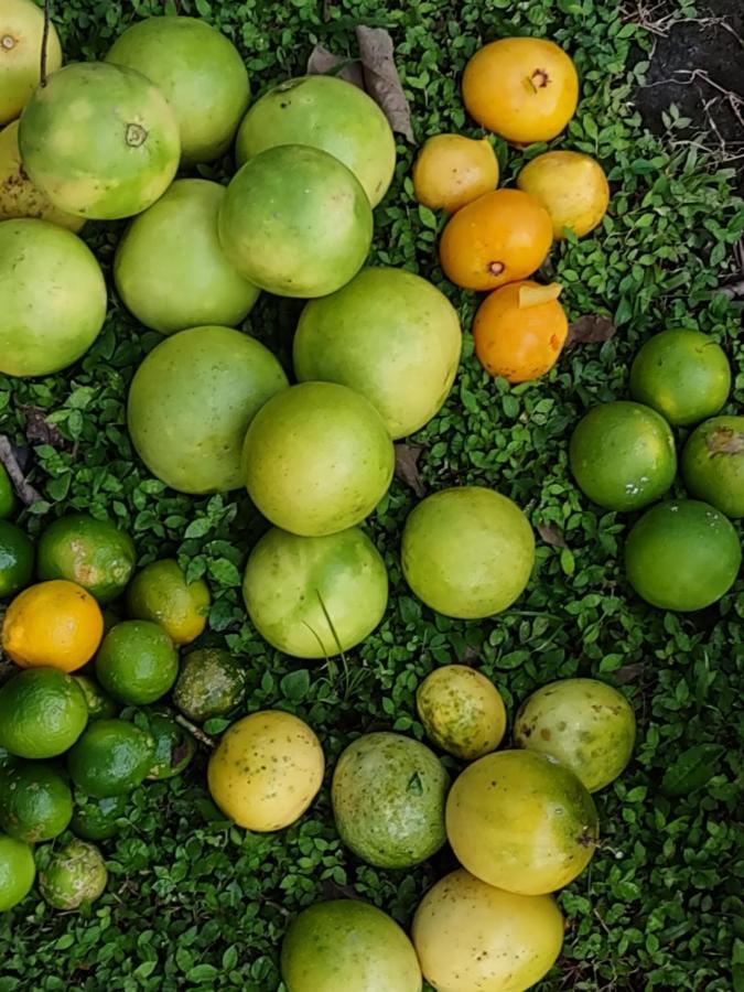Finca Mystica Merida Ngoại thất bức ảnh