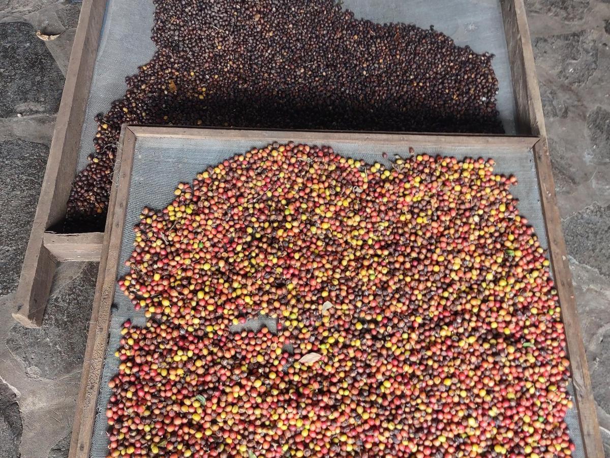 Finca Mystica Merida Ngoại thất bức ảnh