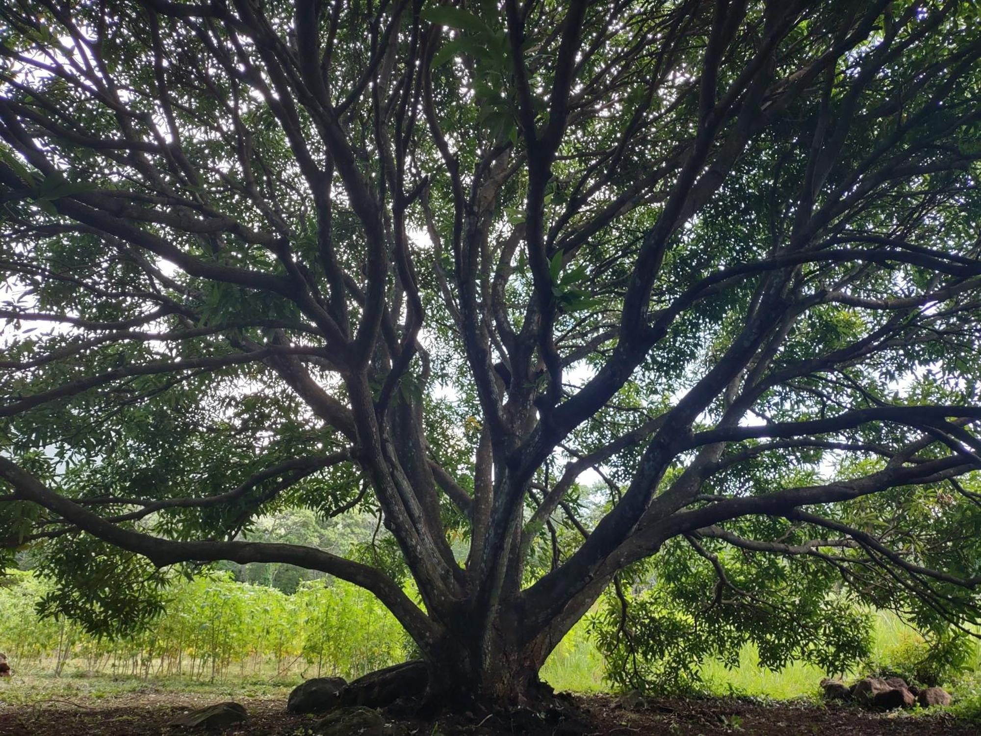 Finca Mystica Merida Ngoại thất bức ảnh